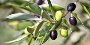 Les rituels liés à l’agriculture et aux saisons